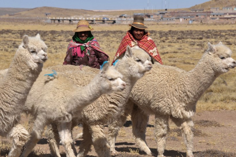 VIDEO | Peruud on tabanud külmalaine 