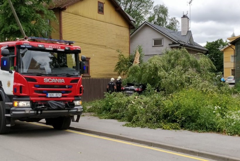 ÕL VIDEO & FOTOD | Kuhu sina oma auto parkisid? Eestit väisavad tuuleiilid kukutavad puid, mille alla jäävad sõidukid