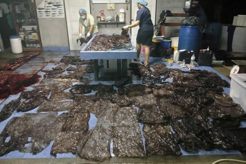 KURVAD FOTOD | Tais leiti vaal, kes oli alla neelanud üle 80 plastkoti