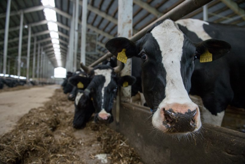 KUUMALAINE MÕJU: lehmad on loiud ja annavad vähem piima