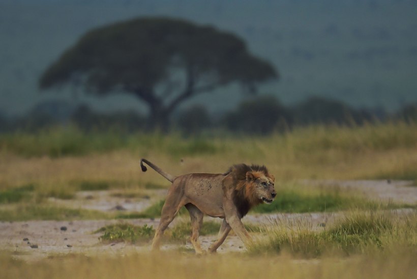 Lõuna-Aafrikas tapsid lõvid kaks salakütti