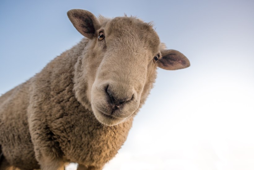 SÄHKE 21. SAJANDIT: miks toodetakse ja pruugitakse lambasoolest kondoome?