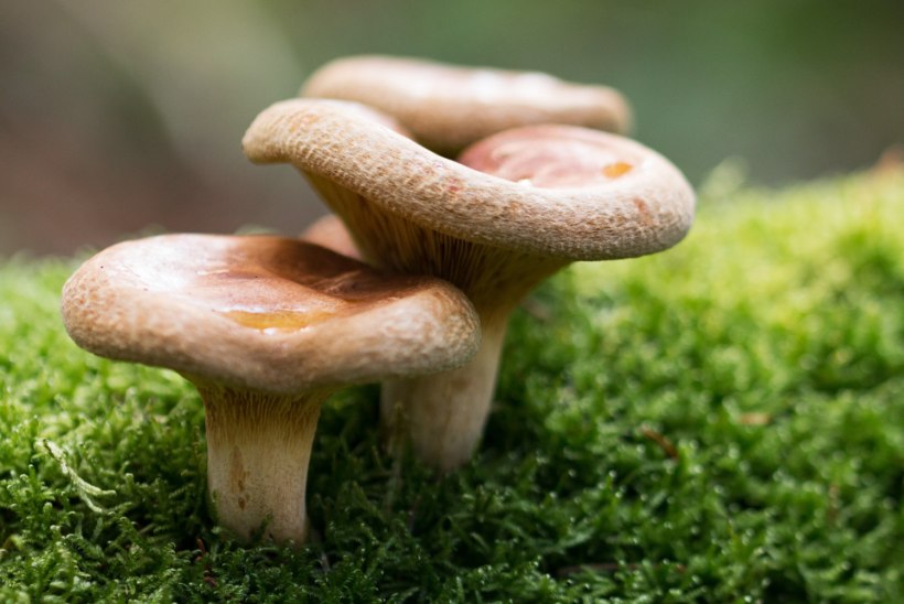 Ohhoo! Kas teadsid, et seentest saab teha küpsiseid?