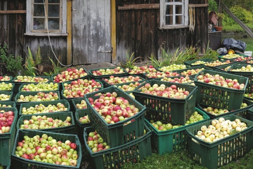 Pajuvärava lood: 2000 liitrit armastusega tehtud õunamahla 