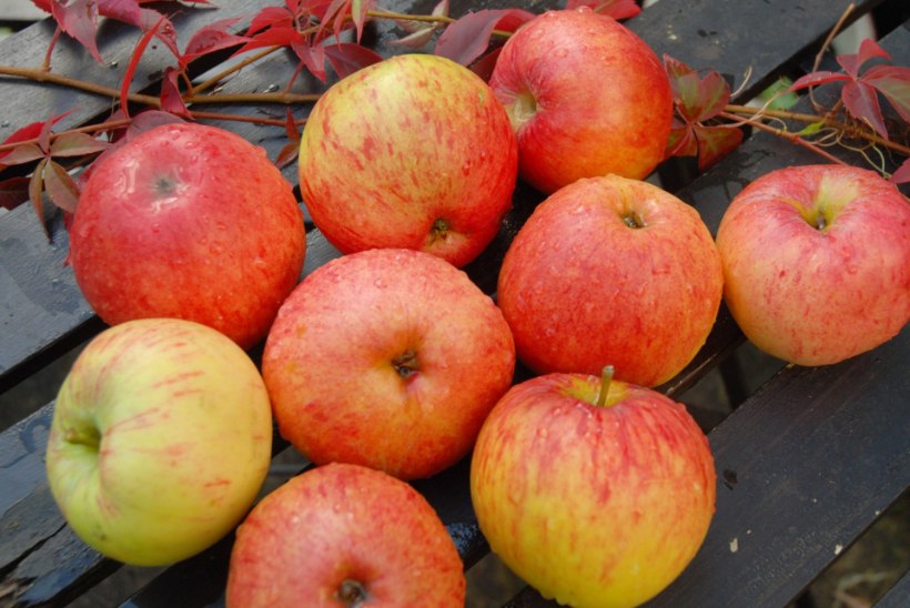 SÖÖ IGA PÄEV ÜKS VÕI ROHKEMGI: õunad aitavad eemal hoida neid haigusi! 