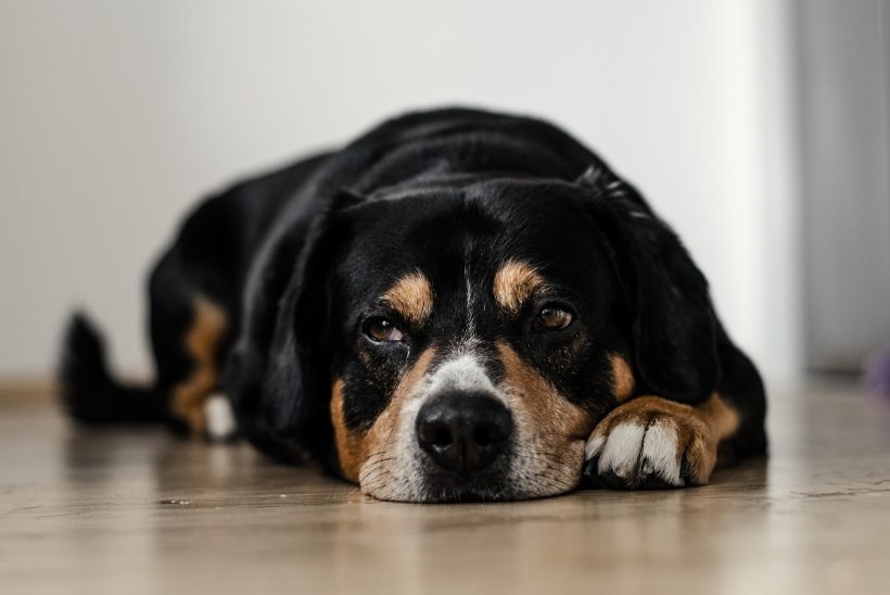 Koera köha-nohu võib olla märk tõsisest tervisehädast