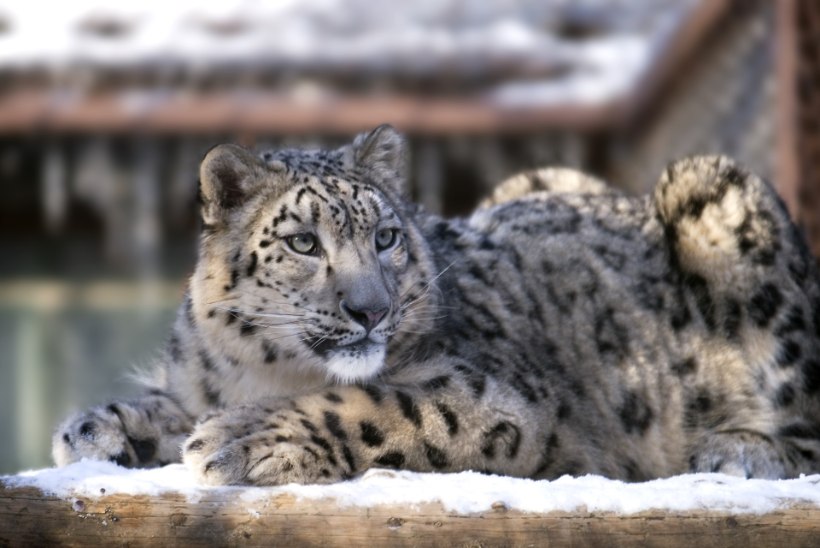 PÄÄSU POLNUD: Tallinna loomaaia lumeleopard Otto tuli uinutada