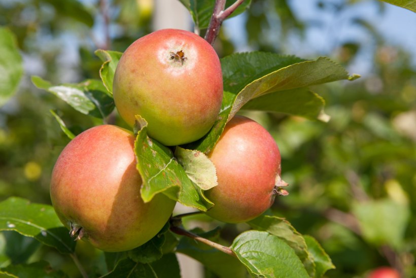 ÕUNAPETTUS: väidetavalt kodumaiste õunte tegeliku päritolu reetsid Eestis keelatud toimeainete jäägid