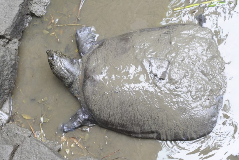 JÄREL VAID KOLM: üliharuldane Jangtse kilpkonn suri pärast kunstliku viljastamise katset