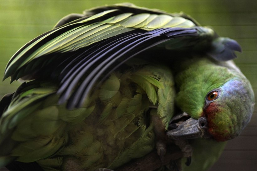 TULISTAMINE, MAOHAMMUSTUS JA RÖÖVIMINE: traagilise eluga papagoi jõudis tagasi loomaaeda