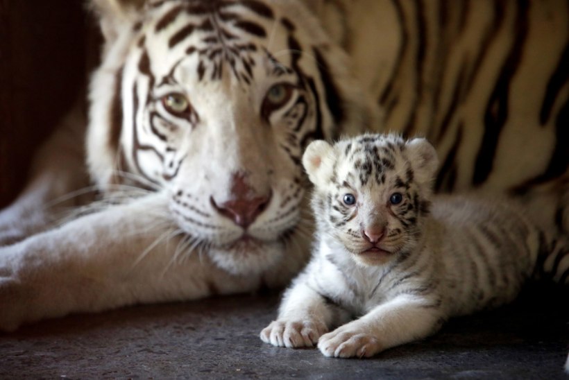 Mehhiko loomaaias sündis kolm haruldast valge Bengali tiigri kutsikat
