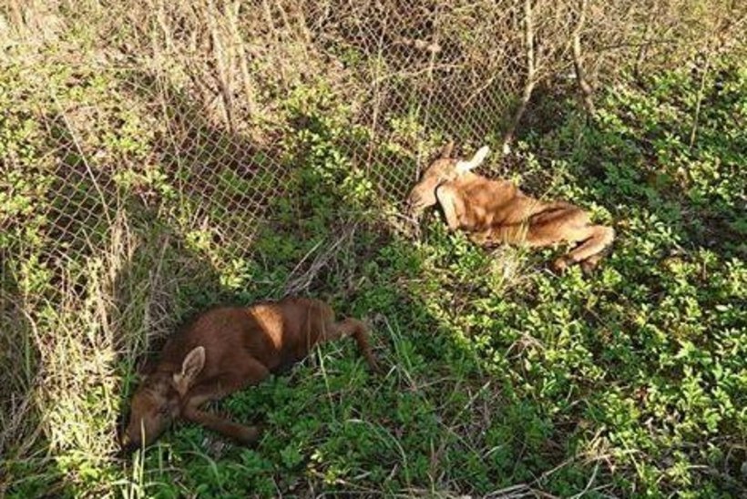 FOTO | Loomakaitse liit tunneb muret: Kevadtormi tõttu hülgavad loomad oma pojad ning panevad vastsündinud surmaohtu