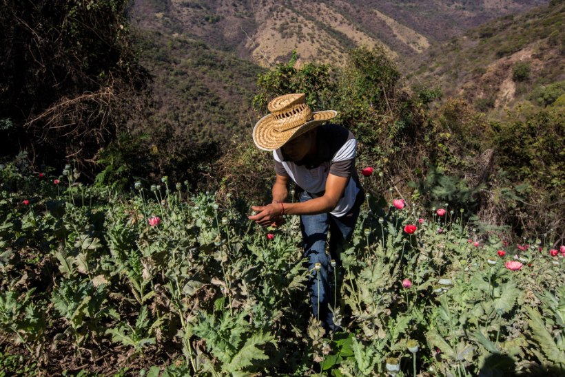 AJASTU LÕPP: fentanüül võib lõpetada Mehhiko oopiumiäri