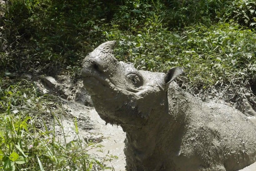 KOHUTAVALT KURB! Suri viimane isane sumatra ninasarvik Malaisias