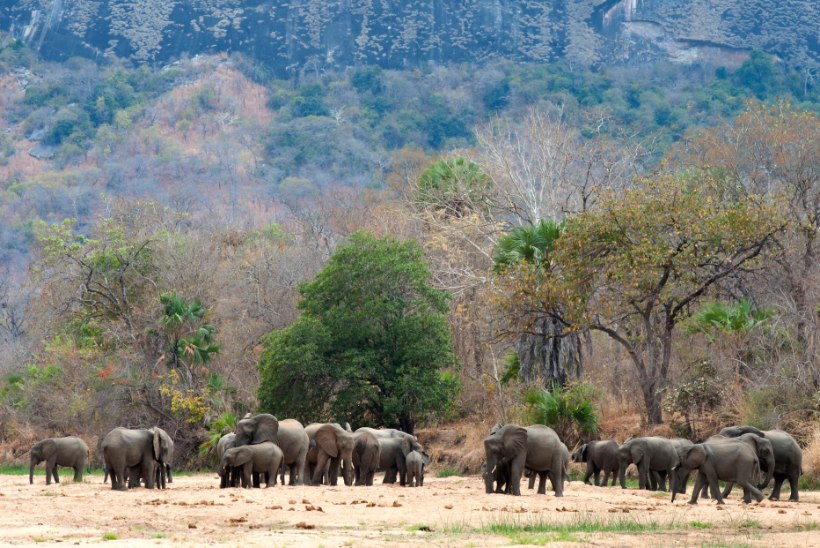 HEA TULEMUS: Aafrika looduspargis pole salaküttidel aasta jooksul õnnestunud tappa ühtki elevanti
