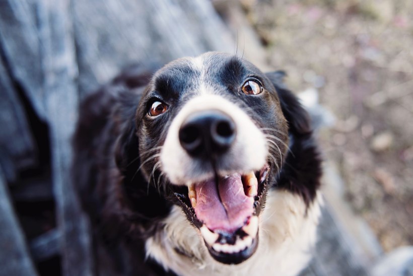 Väldi tõsisemaid muresid! 10 põhjust, miks lemmiklooma suuhügieenile regulaarselt tähelepanu pöörata