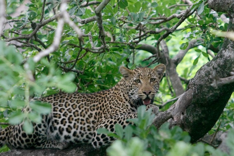 HIRMUS JUHTUM LOODUSPARGIS: pisipõnn suri leopardi lõugade vahel