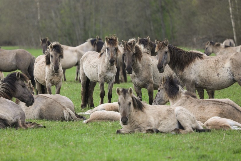 Hiiumaal ründas hobusekari Sääretirpi jalutama läinud turiste