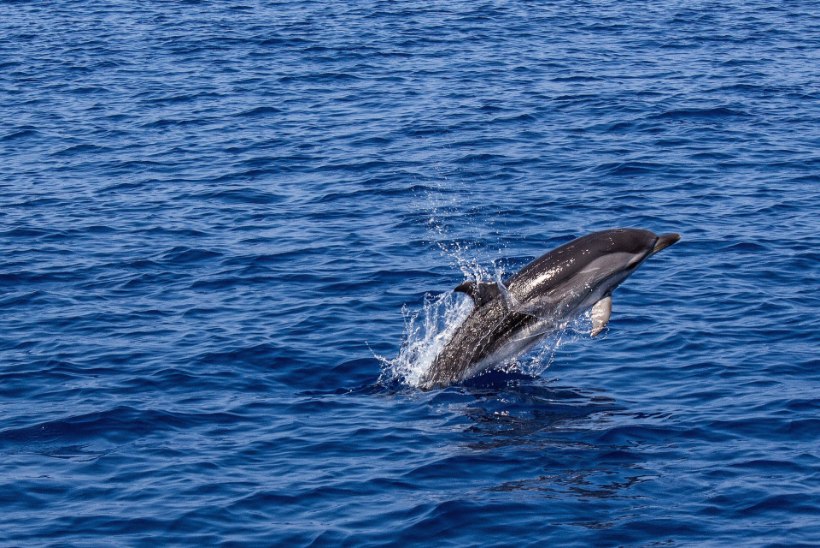 VIDEO | OH SEDA RÕÕMU: delfiiniema tänas poja võrgust vabastanud kalureid vaatemänguga