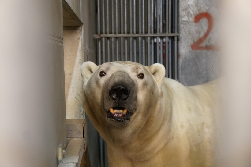 Tallinna loomaaeda tuli koos värske lumega uus jääkaru Rasputin