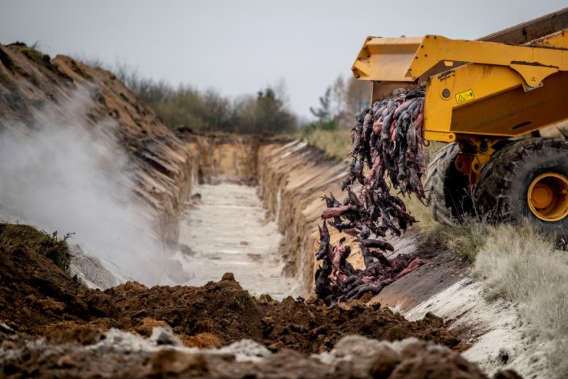  Taani soovib üles kaevata massikalmetelt taas pinnale ilmunud zombinaaritsad