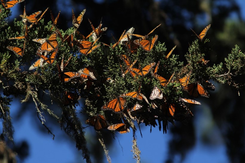 MÕRVAD METSA PÄRAST: mafioosod tapavad Mehhiko liblikasõpru