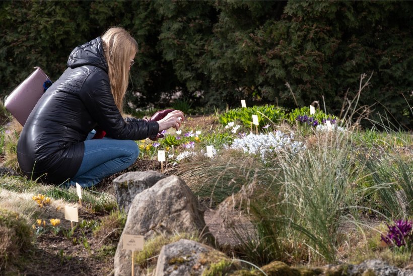 FOTOD | Algas kevad: Tartu ülikooli botaanikaaed pakub õiteilu ja osooni