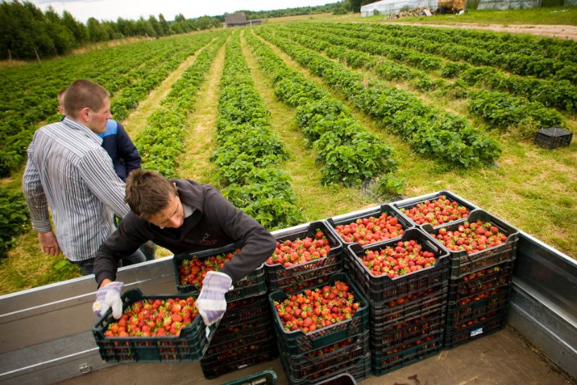 REKORDAASTA LUHTUS: maasikamüüjate rahakotis ulub tuul, üle poole marjadest jäi põllule hallitama