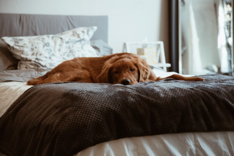 Ekspert selgitab: kas koer võib voodis magada?