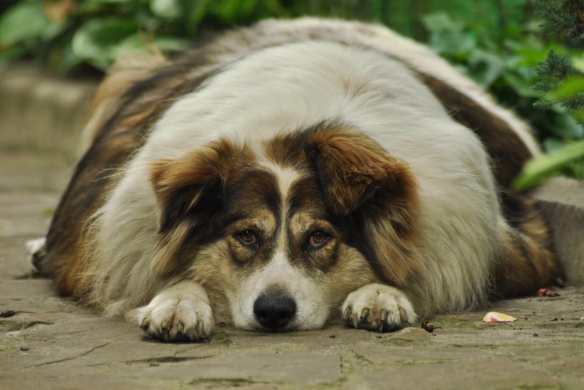 Paks koer – ilus koer? Ülearu trullakat peni ohustab diabeet