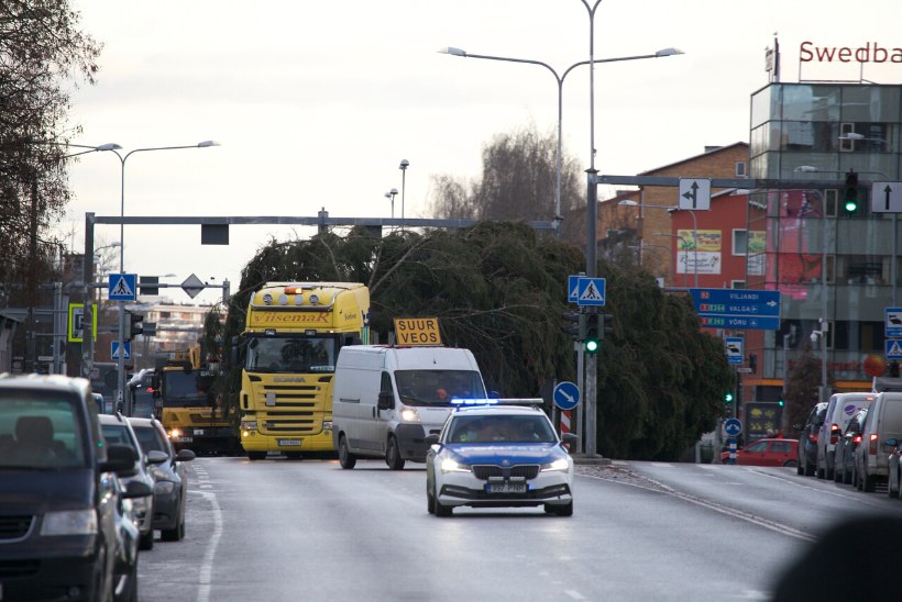 Tartu jõulukuuse saatja: olen ise koos selle kuusega kasvanud, minu sündides oli see väike puuke