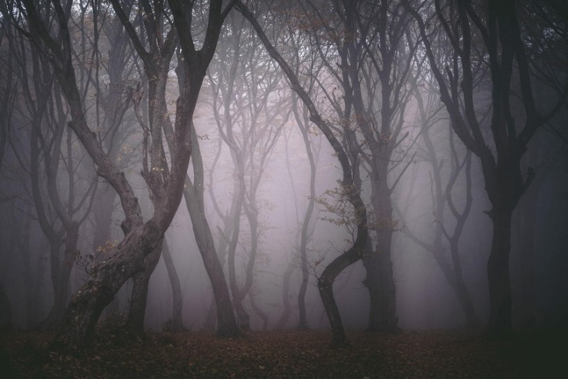 KEERDUS PUUD JA KADUMISED: kõheda Rumeenia metsa ümber ringleb palju veidraid lugusid