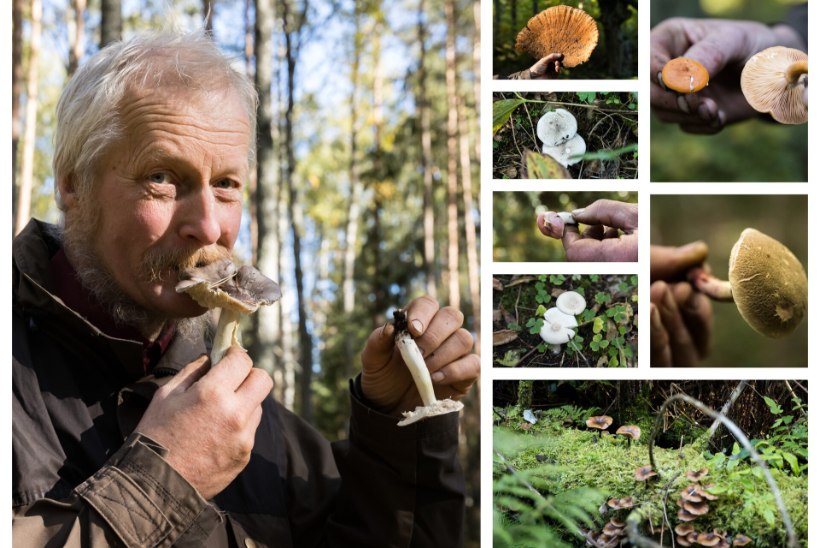 ÕL ARHIIV | Bioloog Tõnu Ploompuu määrab sügava sügise vähetuntud seeni: mis viib keele alla, mis aga mullatoidule