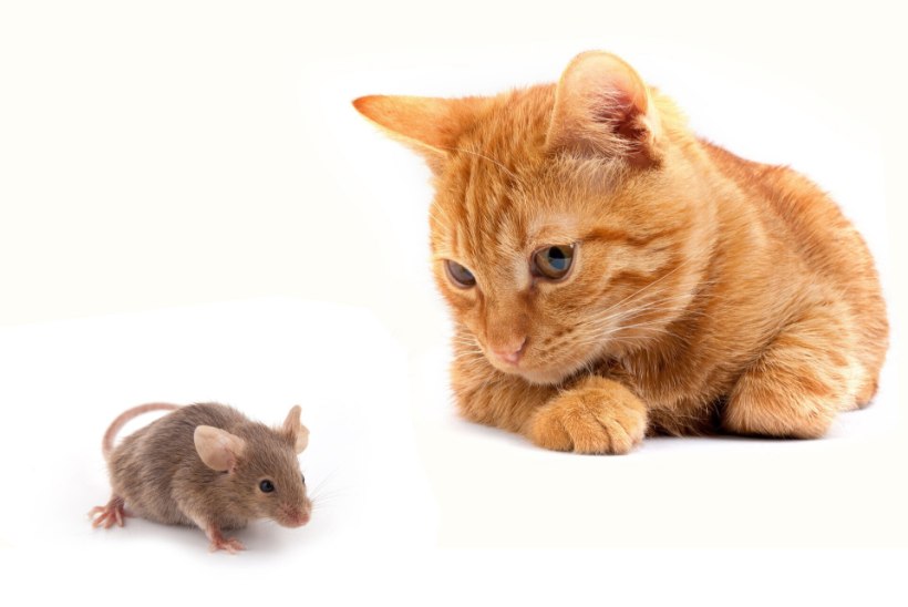ALAR KARISE TEADUSTÖÖ: mis toimub roti ajus, kui ta tunneb kassi lõhna?