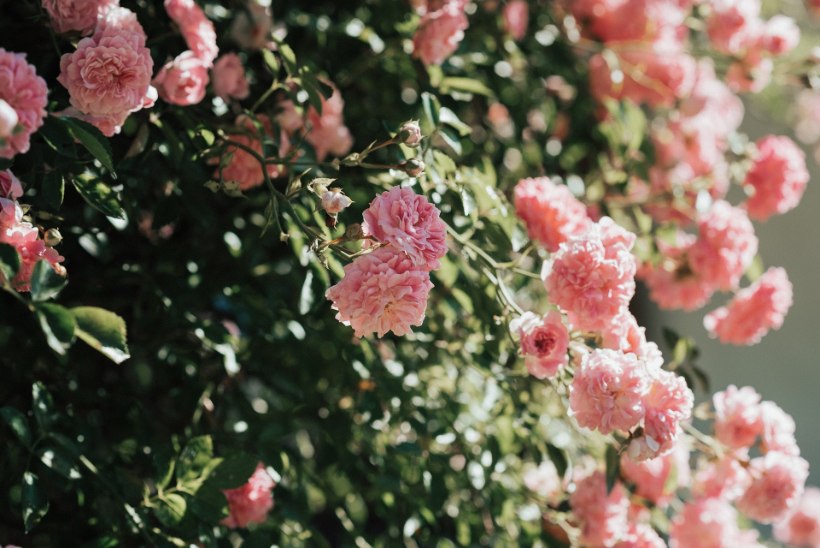 AITA ROOSIDEL TALVITUDA: lihtsad sügisesed aiatööd, et roosid ka kevadel tõuseksid