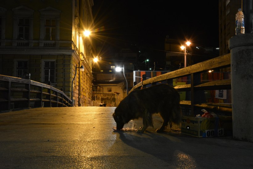 HÄIRIV VIDEO | Mehhiko väikelinna tänavatel jooksis ringi koer, kes kandis lõugade vahel inimese pead