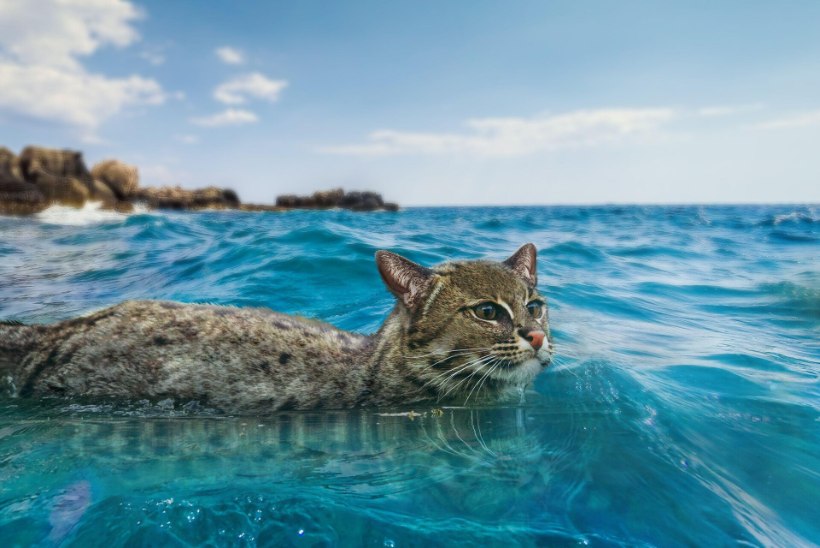 Koerte ujumisvõistlusel mitmed konkurendid selja taha jätnud kassile tehti tapmisähvardusi