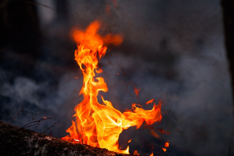 Türi vallas põles maha laut koos loomadega