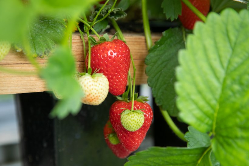 NÜÜD ON ÕIGE AEG! Asu kaitsma oma maasikasaaki