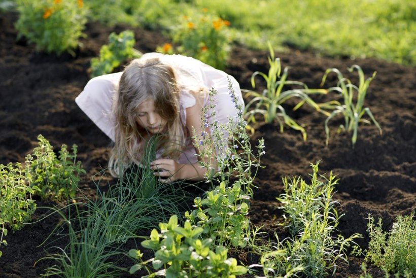 ILUS JA KASULIK KOOS PATTA: need maitseid sobivad aeda ja rõdule