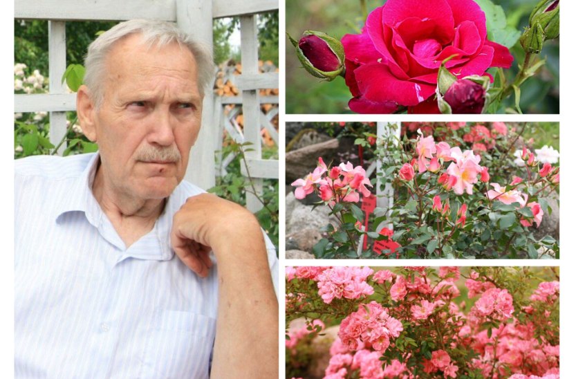 Aed, kus kasvab 350 roosi! Eesti põhjapoolseima rosaariumi peremees Albert Berzinš: „Jah, see on haigus!“