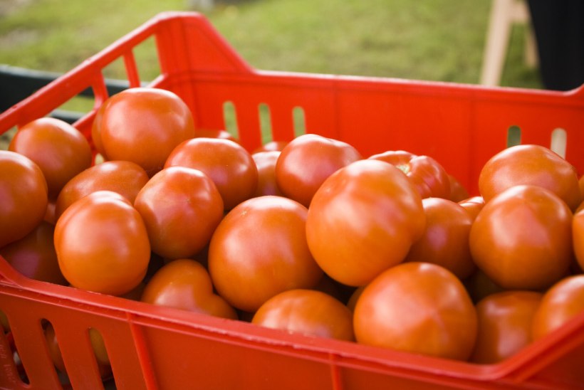 Vangid hakkasid tomateid ja kurke kasvatama