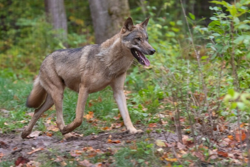 Hunt hirmutab Varnja inimesi
