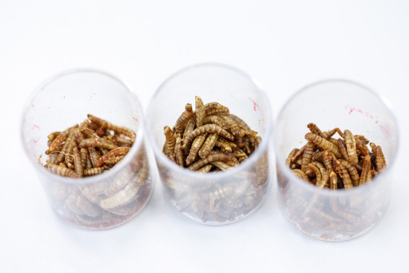 EKRE on mures putukalisandeid sisaldava toidu pärast: see tuleks kauplustes eraldi paigutada