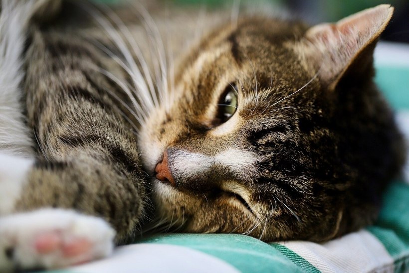 VIDEO | Maailma kõige valjema nurruga kass elab Inglismaal. Omanik: mõnikord ei kuule televiisoritki!