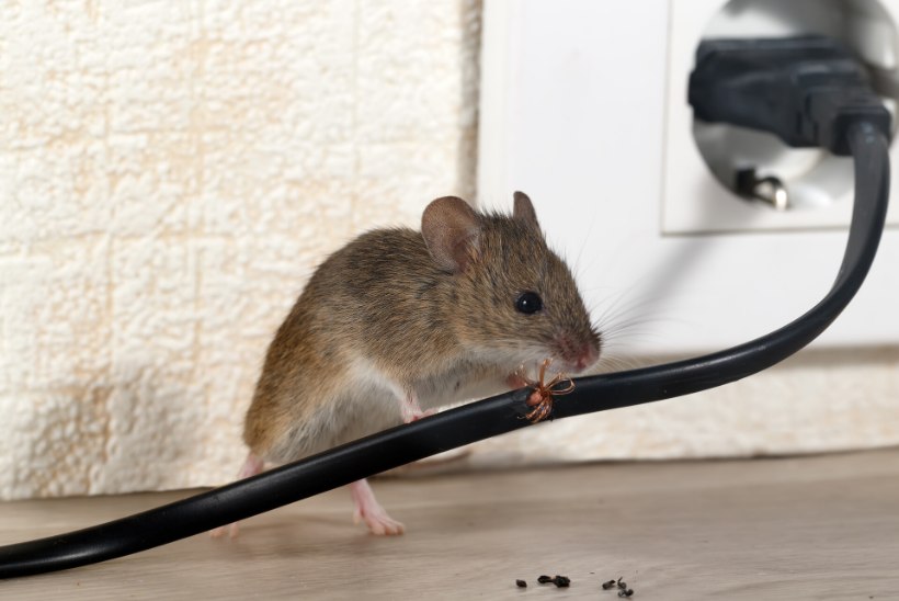 Appi, toas on hiir! Kuidas närilisi eemale tõrjuda ja neist vabaneda? 