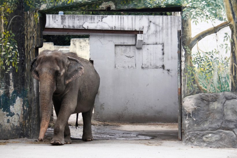 KURB! Filipiinide loomaaias suri üle neljakümne aasta üksildust tundnud staarelevant