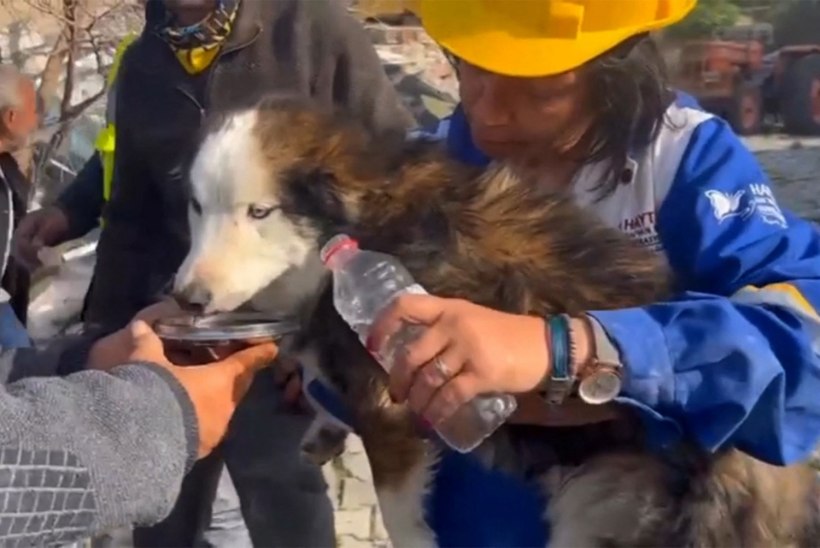 NELJAJALGNE IME: maavärina järel 23 päeva rusude all olnud koer päästeti