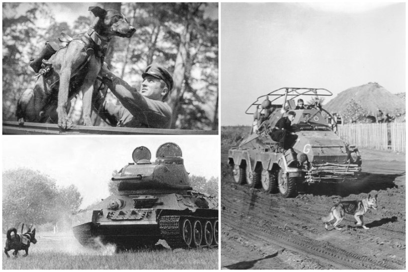 NELJAJALGSED MIINID: Nõukogude tankikoerad läbisid piinarikka väljaõppe, et lahinguväljal kindlasse surma joosta