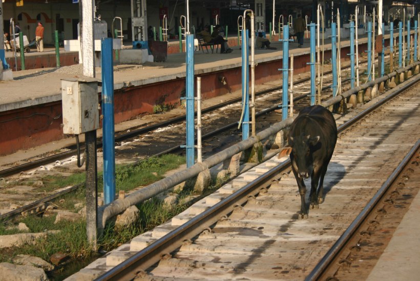 INDIAS JUHTUB: rongilt tabamuse saanud lehm tappis kõrvalrajal urineerinud elektriku